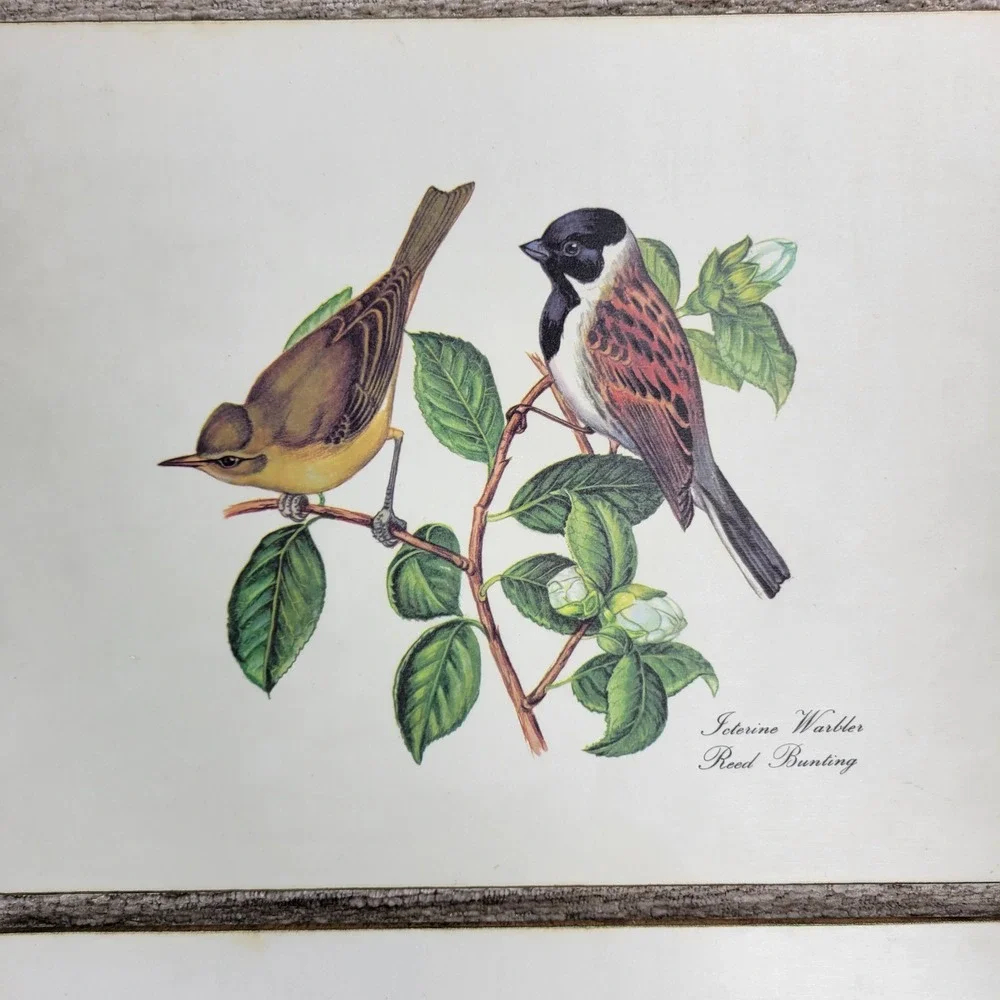 VTG Lady Clare Bird Luncheon Placemats Set 4 Felt Back England Warbler Bunting